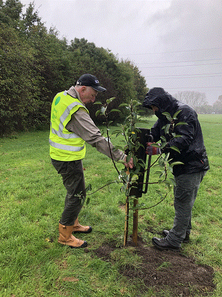 Planting fruit trees